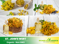 105 Seeds| St. John's Wort Seeds- Heirloom – Non-GMO – Perennial – Bright Yellow Flowers – Medicinal Herb – Pollinator Friendly – Drought Tolerant – Easy to Grow – Hardy – Garden to Table #6024