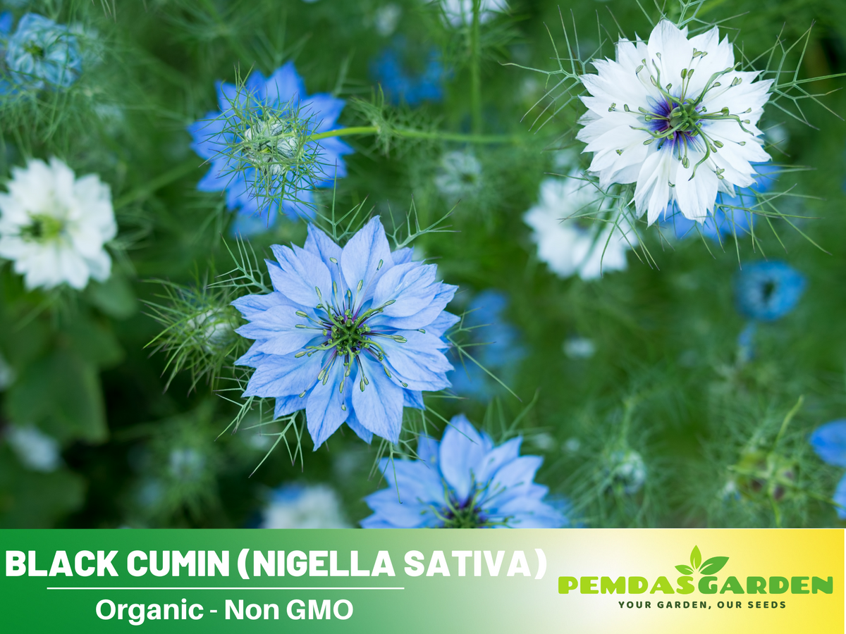 nigella seeds to plant 55 Seeds| Black Cumin Seeds – Charnushska Nigella sativa, Heirloom, No –  PEMDASGARDEN