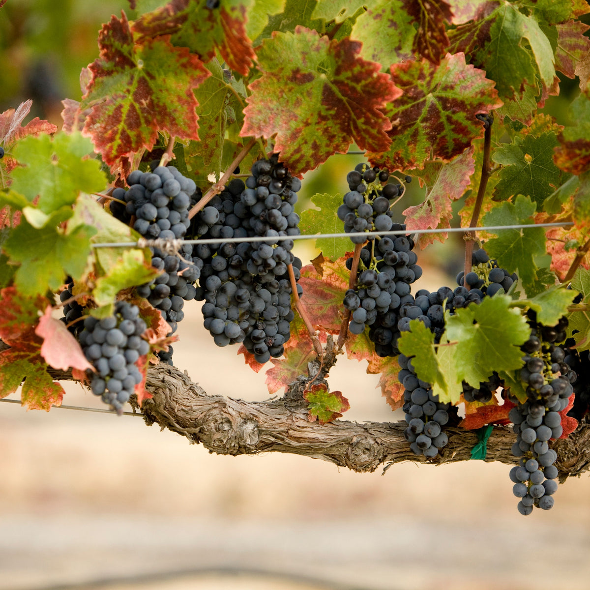 Grapes Wine Seeds - Perennial, Vigorous Climber, 40 seeds