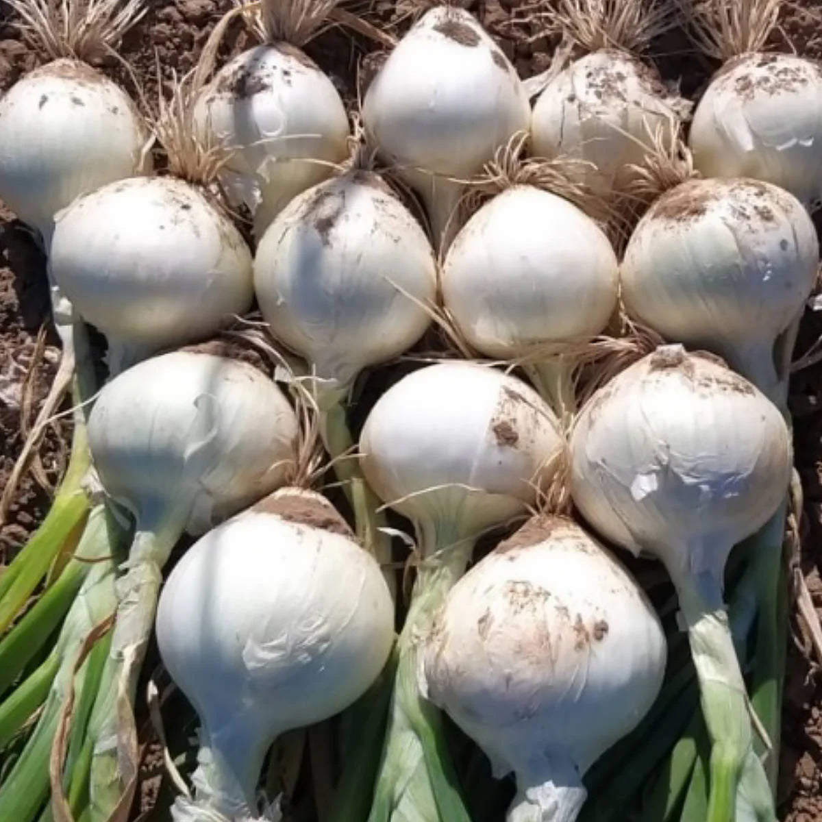 White Sweet Spanish Onion Seeds, 205 seeds