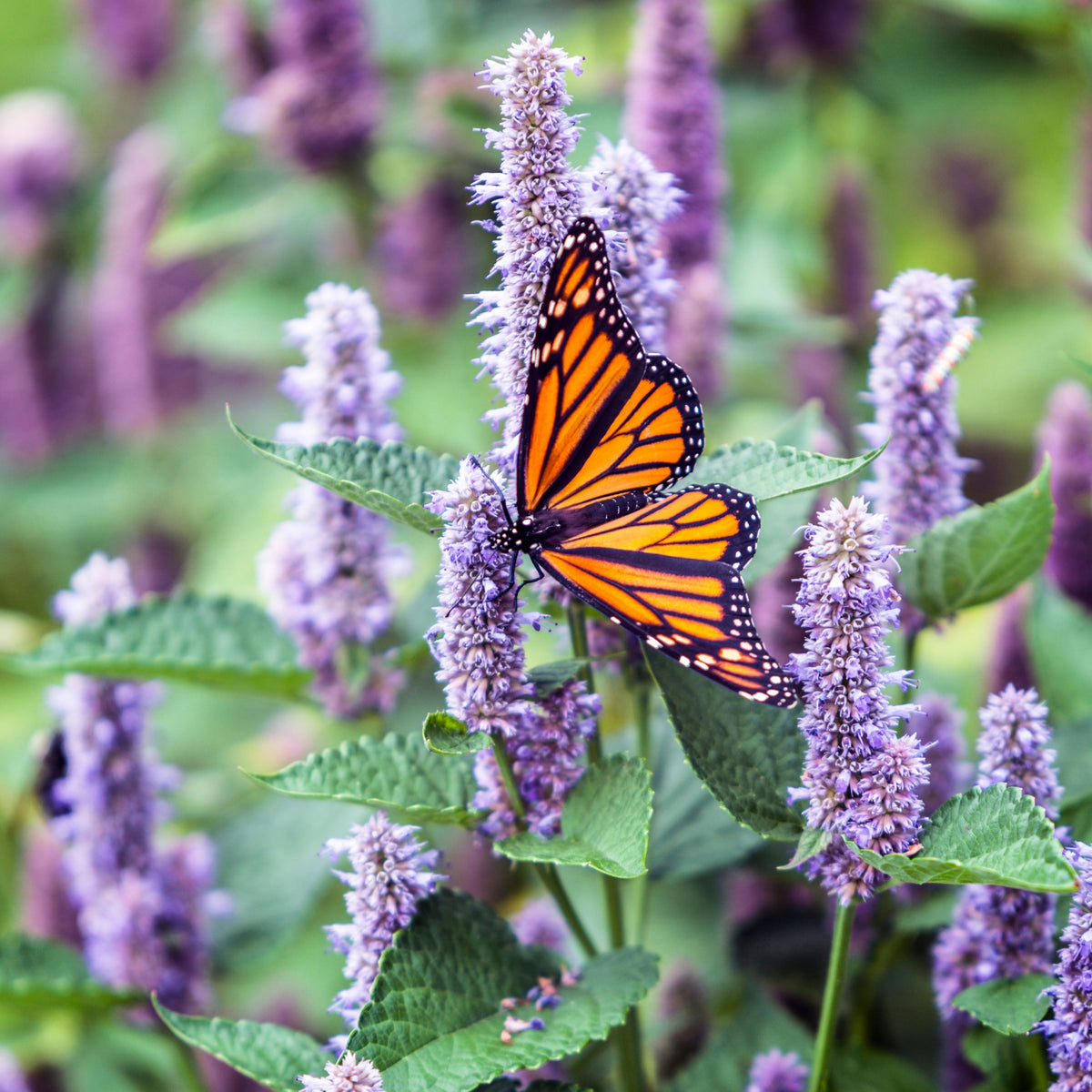 Blue Hyssop Seeds, 150 seeds