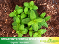 80 Seeds| Spearmint (Mentha spicata) Seeds - Herbs Seeds #7003