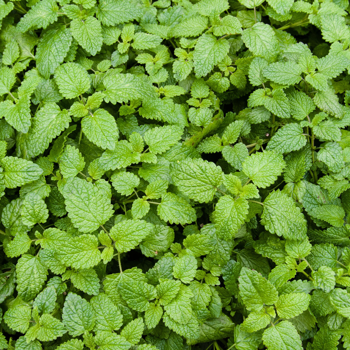 Catnip Seeds, 260 seeds