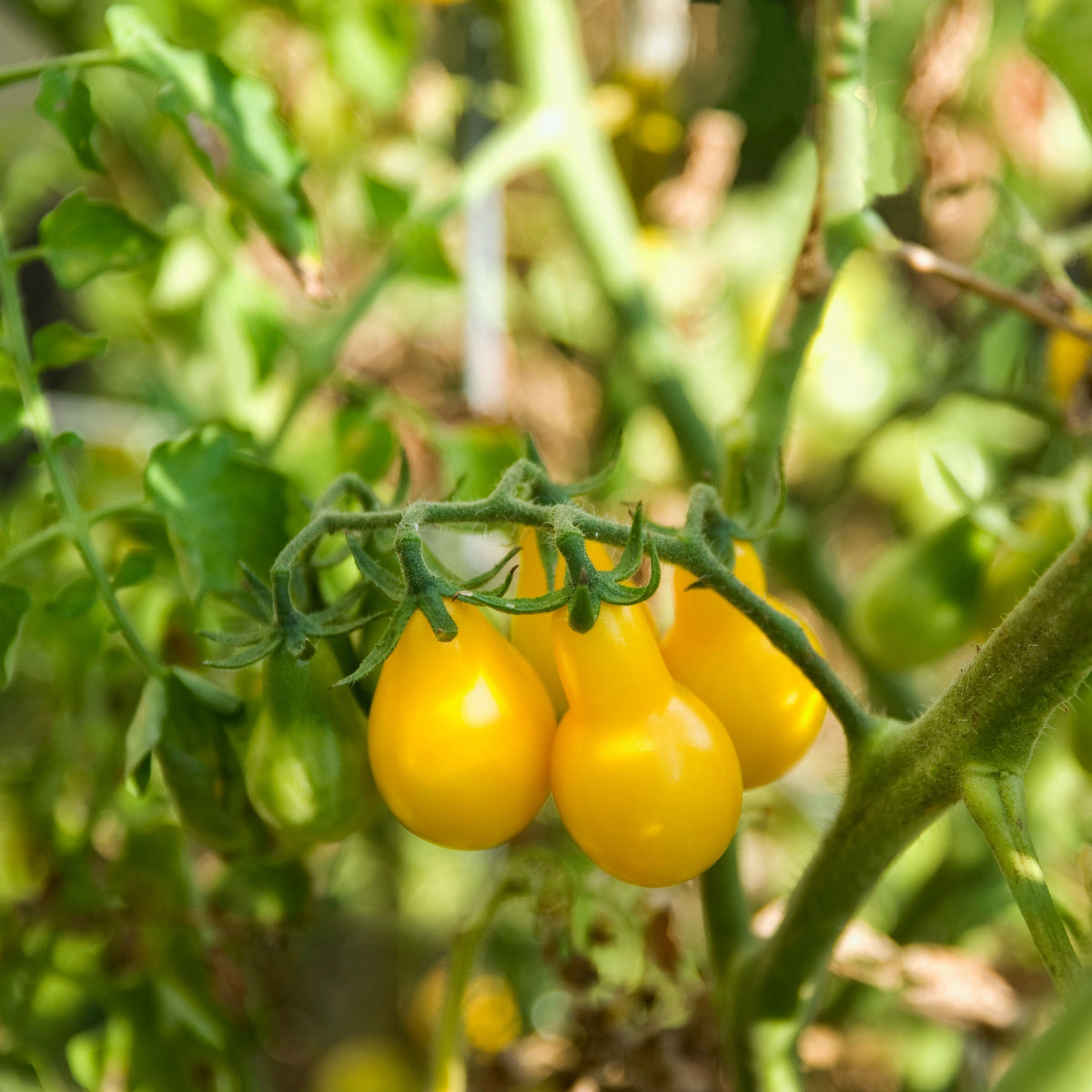 Yellow Pear Tomato Seeds Lycopersicon Esculentum Small Pear, 60 seeds