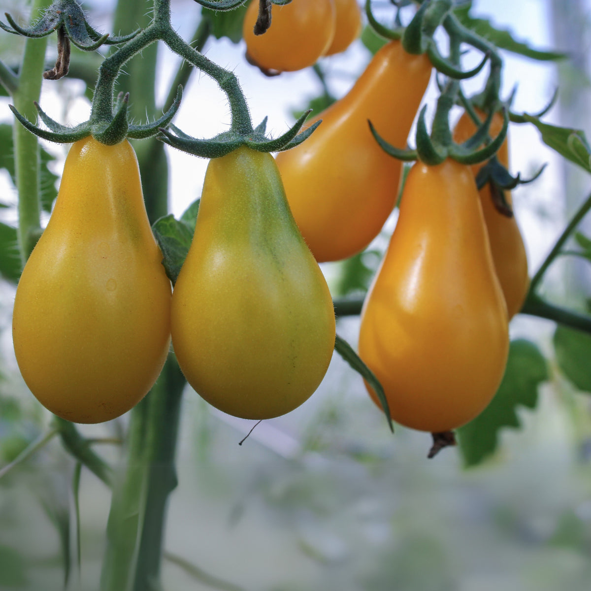 Yellow Pear Tomato Seeds Lycopersicon Esculentum Small Pear, 60 seeds