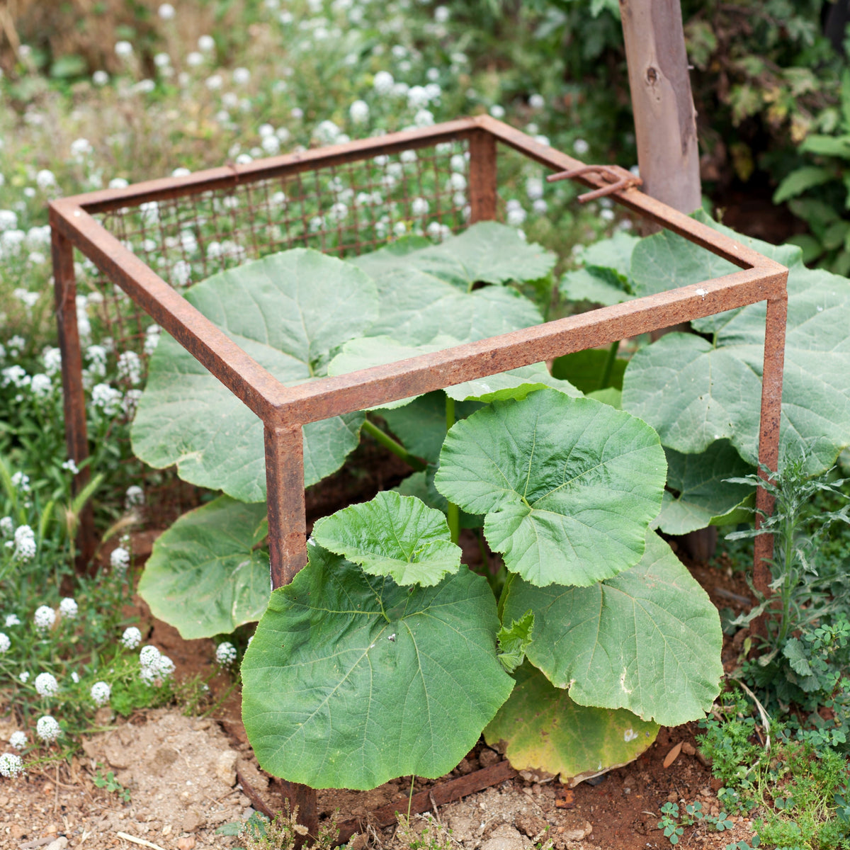 Spaghetti Winter Squash Seeds - Productive Vines, 25 seeds