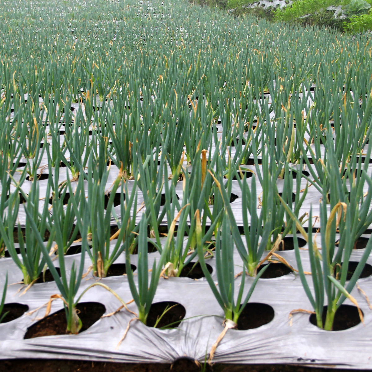 American Flag Leek Seeds - Giant Musselburgh, 210 seeds