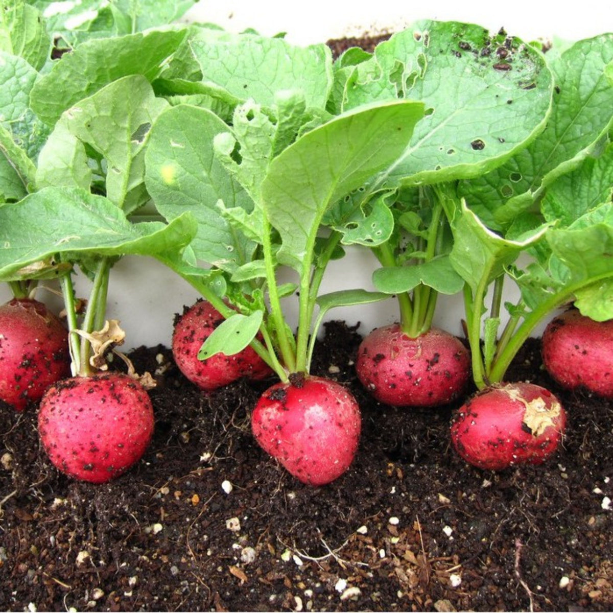 Red Crimson Giant Radish Seeds - Large Red Roots, 100+ seeds