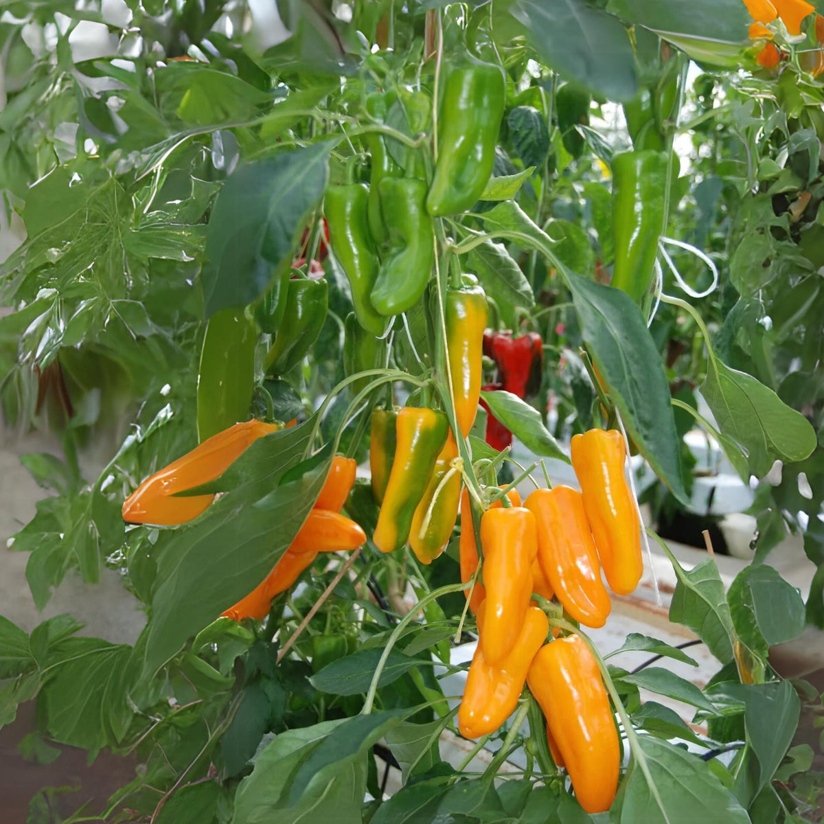 Lunchbox Sweet Pepper Seeds - Colorful Mini Peppers, 30 seeds