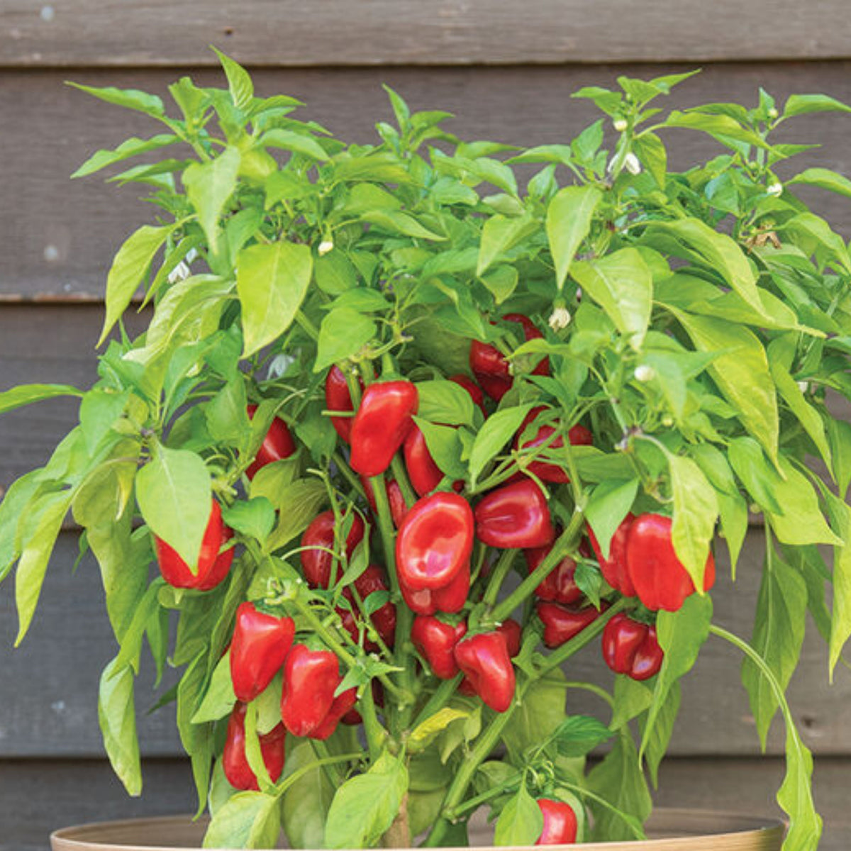 Lunchbox Sweet Pepper Seeds - Mini Size, Sweet Flavor, 30 seeds