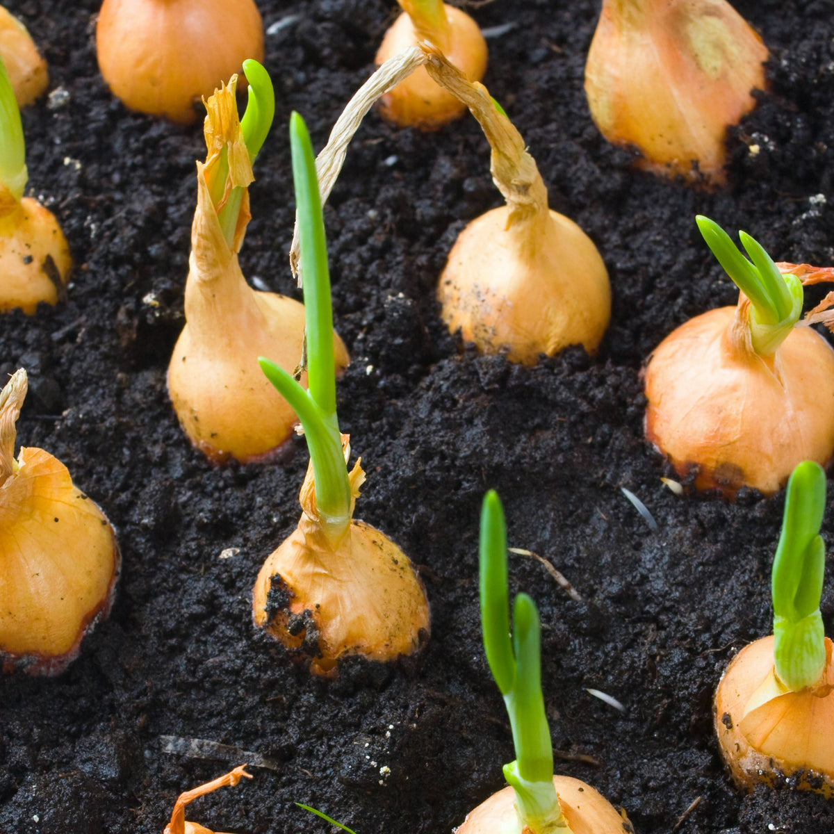 Utah Yellow Onion Seeds - Long, Day Variety, 160 seeds