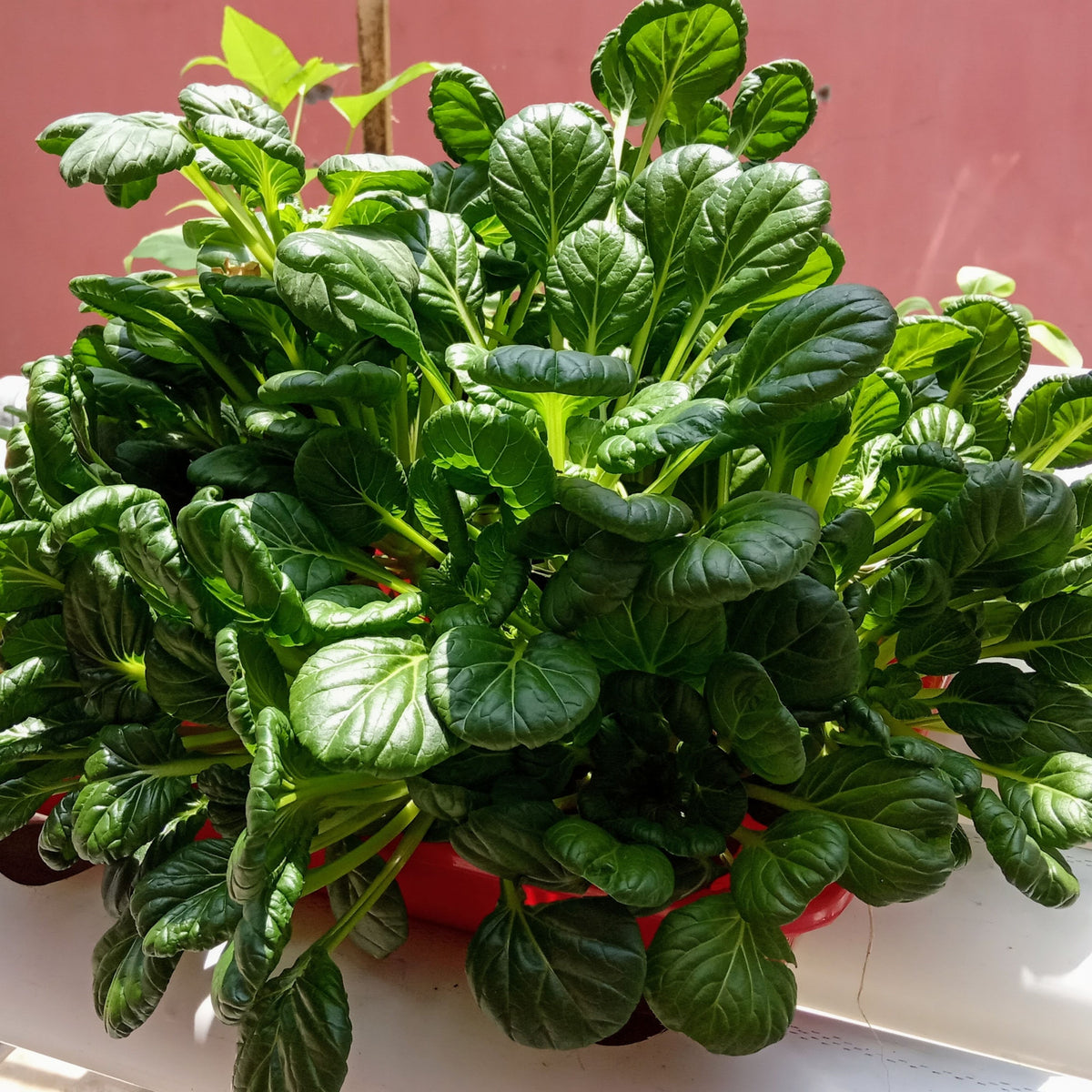 Tatsoi Mustard Green Seeds - Asian Rosette Greens, 210 seeds