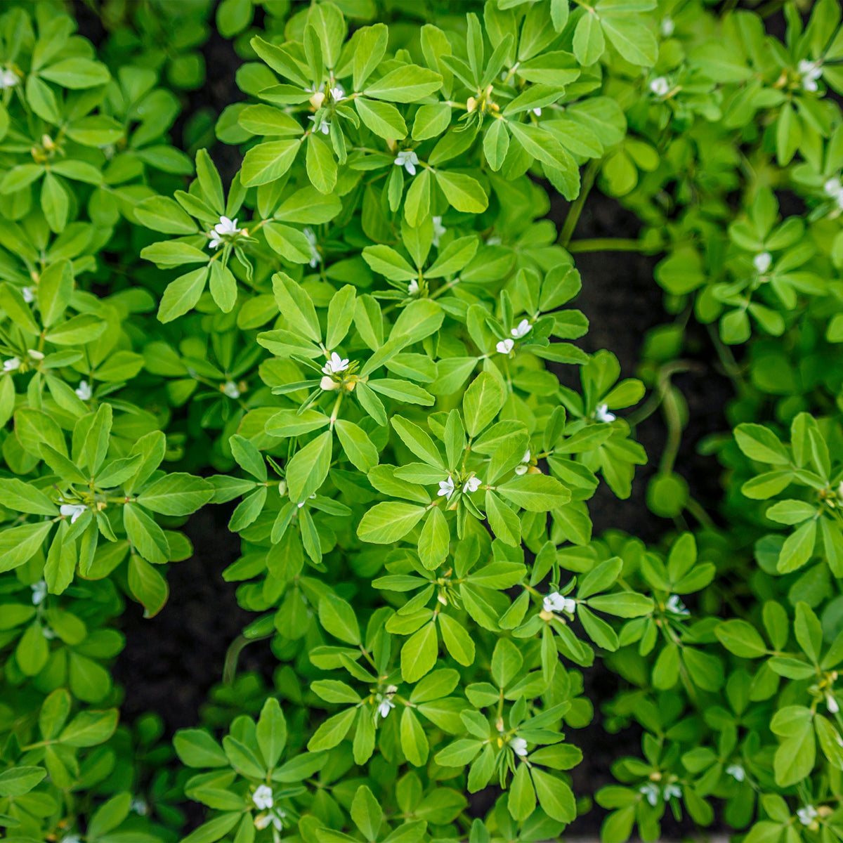 Fenugreek Seeds - Microgreens, Sprouting, 55 seeds