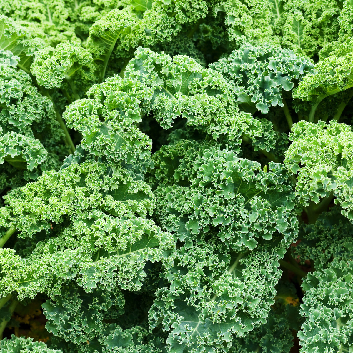 Vates Blue Scotch Curled Kale Seeds - Asian Garden~ Organic, 50 seeds