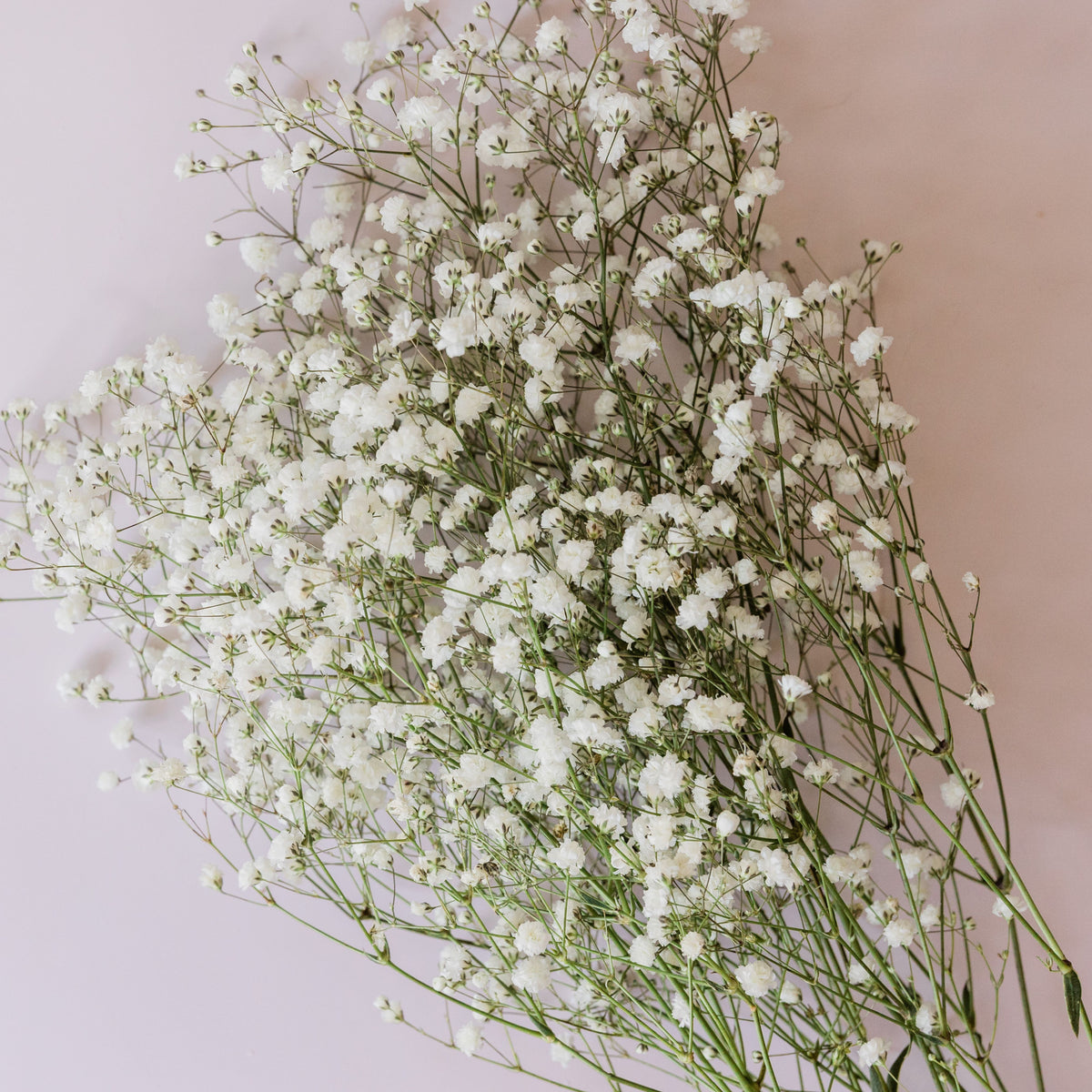 White Common Baby's Breath Seeds - Delicate Blooms, 30 seeds