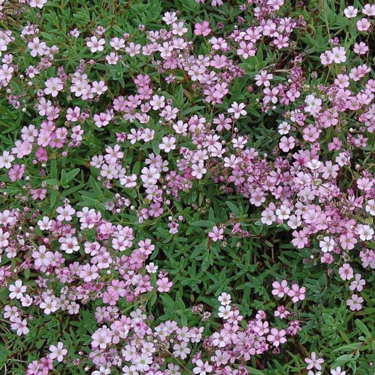 Light Pink Chalk Baby's Breath Seeds - Delicate Blooms, 30 seeds