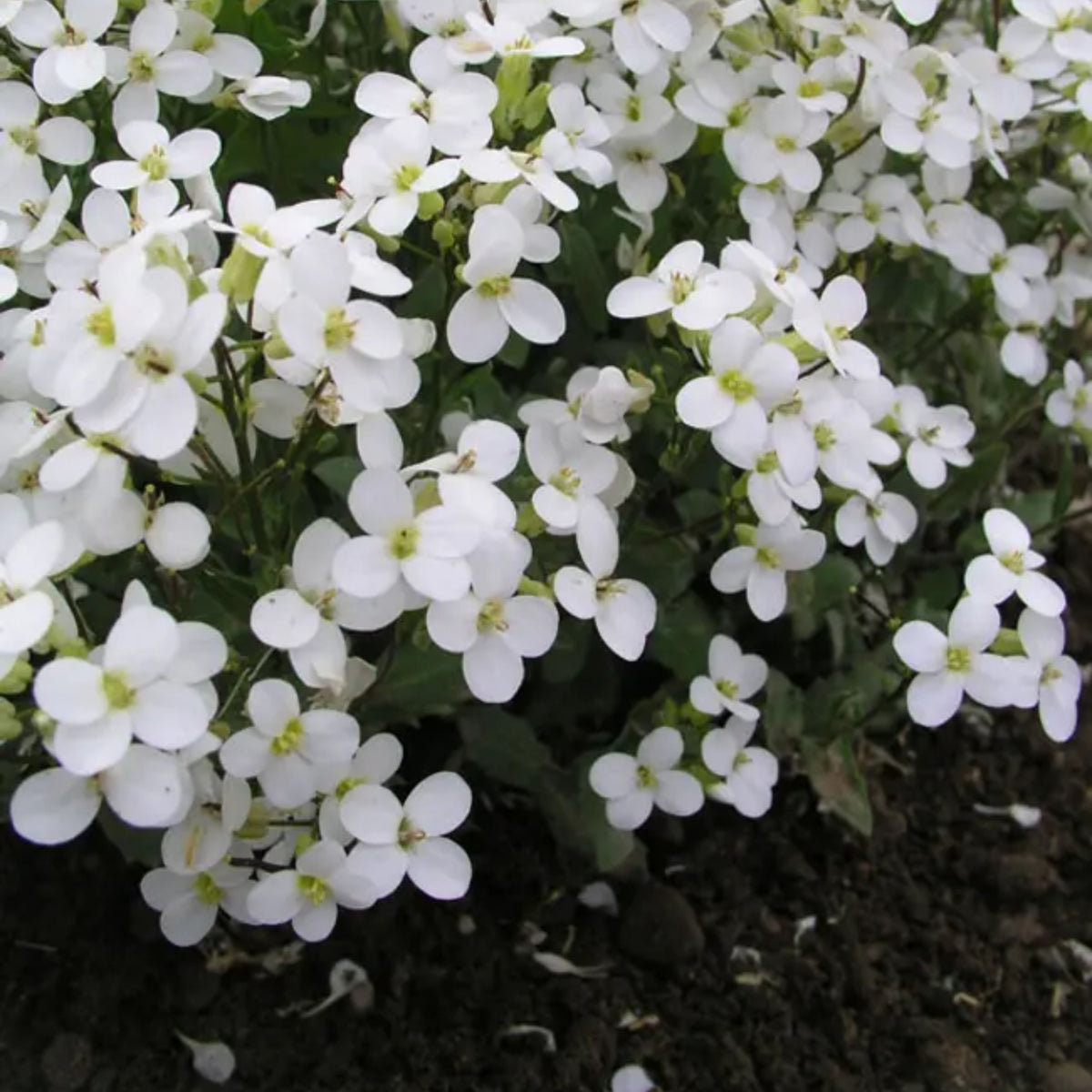 Snow Cap Arabis Seeds - Early Blooming Perennial, 30 seeds