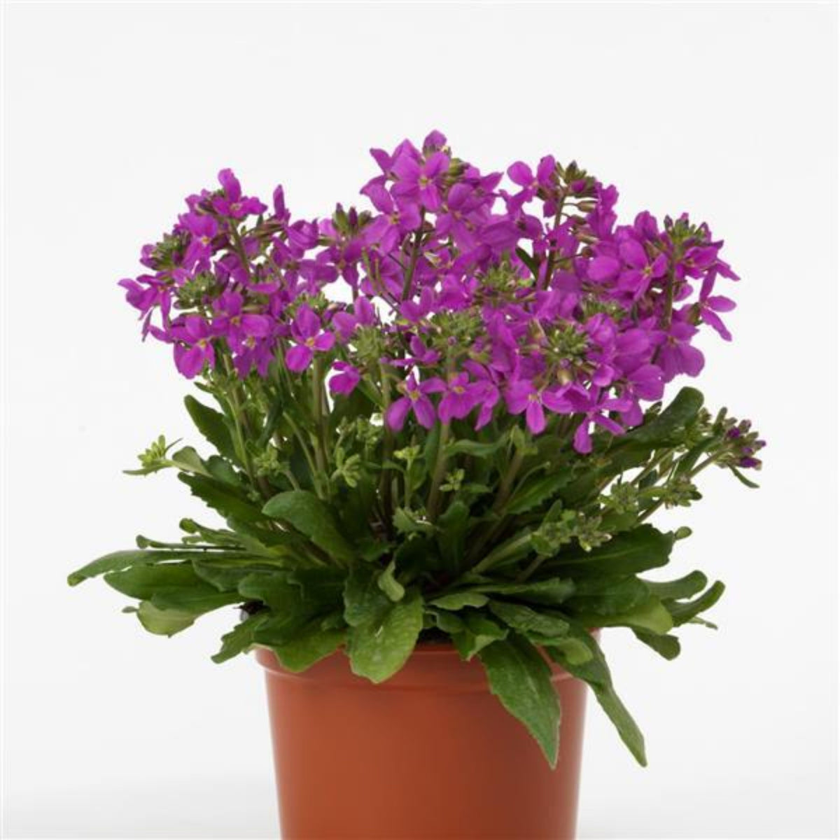 Spring Charm Arabis Seeds - Early Blooming Perennial, 30 seeds