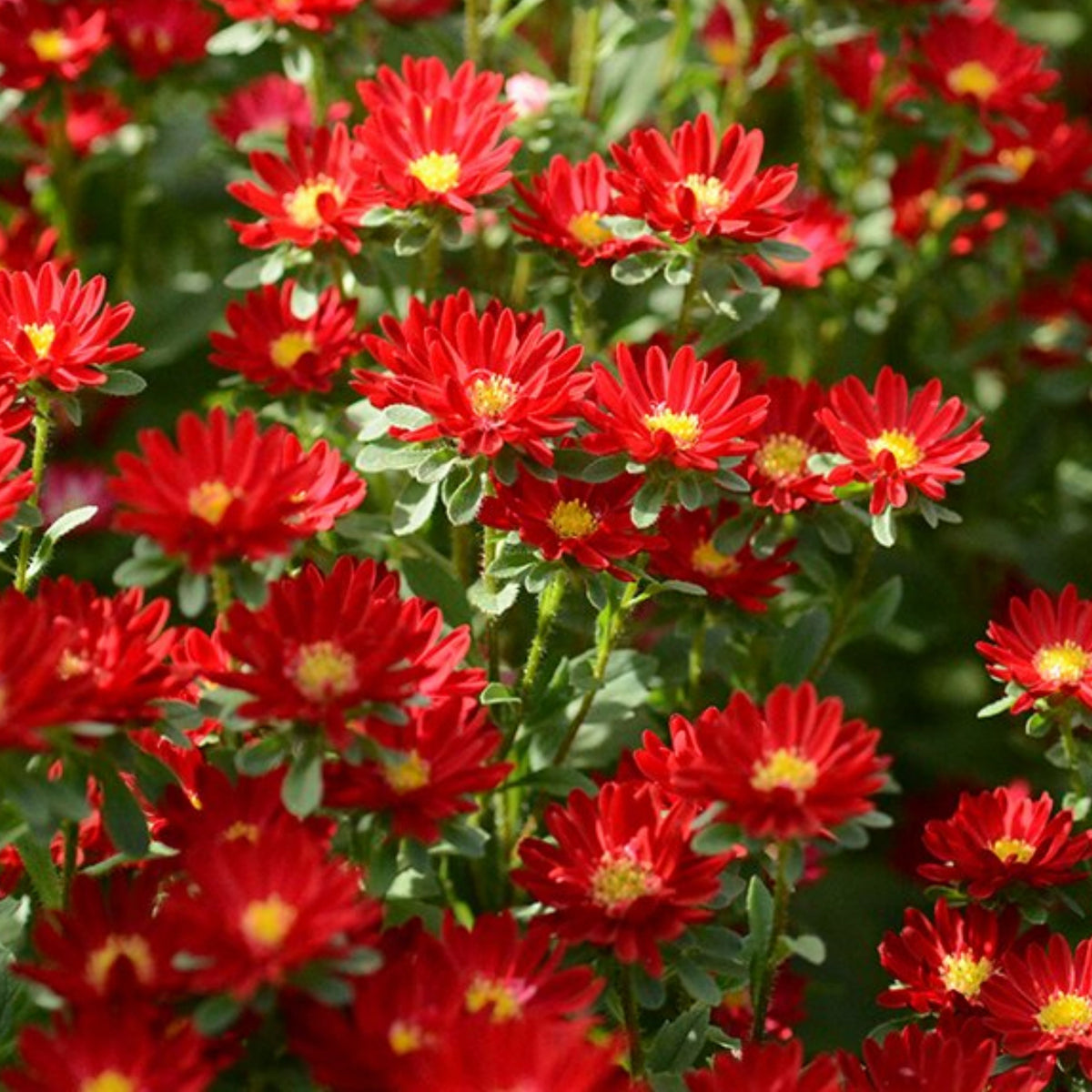 Serenade Mix Aster Seeds - China Aster, 20 seeds