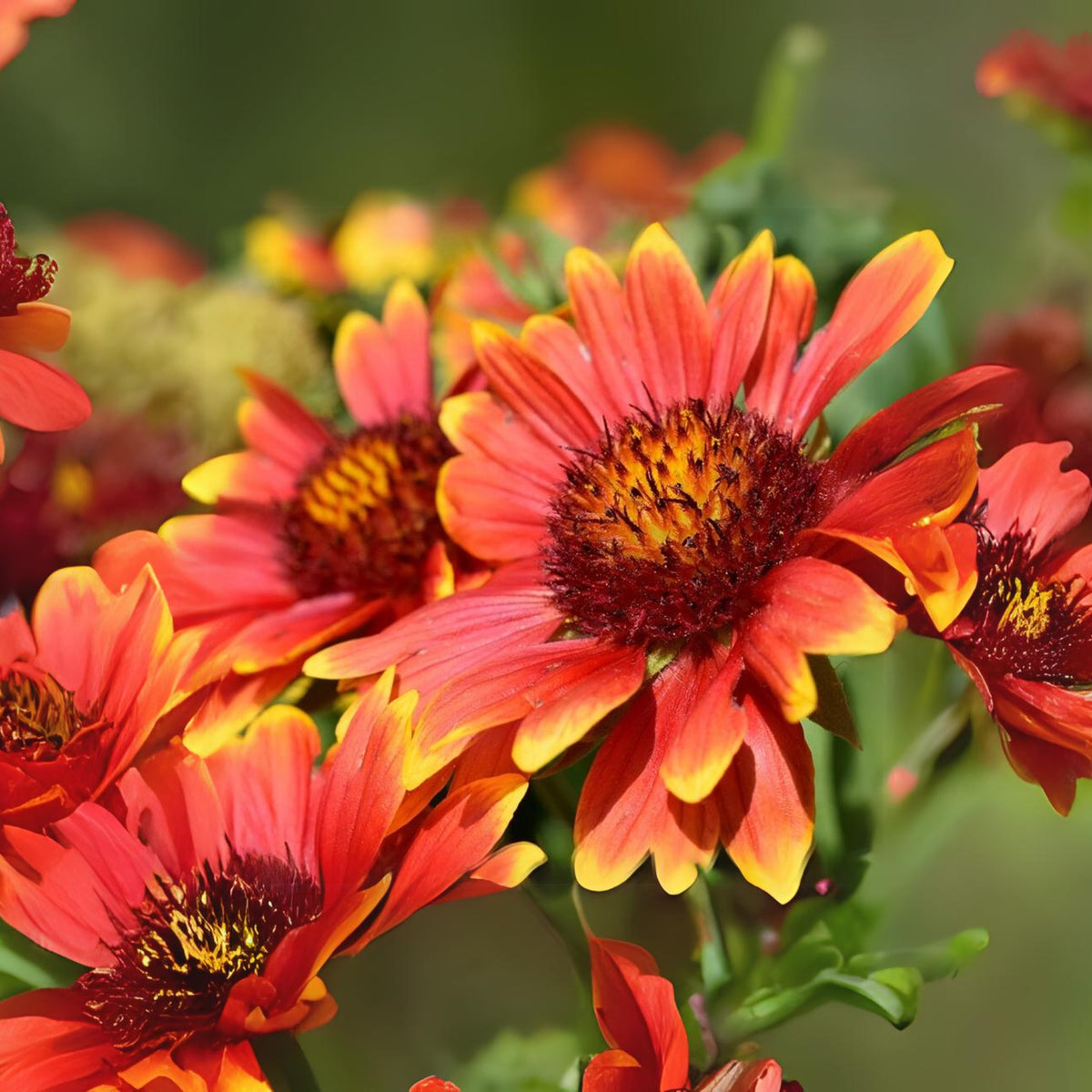 Gaillardia Seeds - Blanket Flower, Vibrant Red, 20 seeds