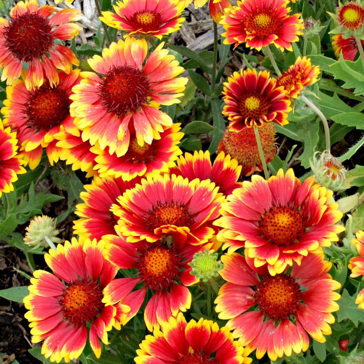Gaillardia Seeds - Blanket Flower, Vibrant Red, 20 seeds