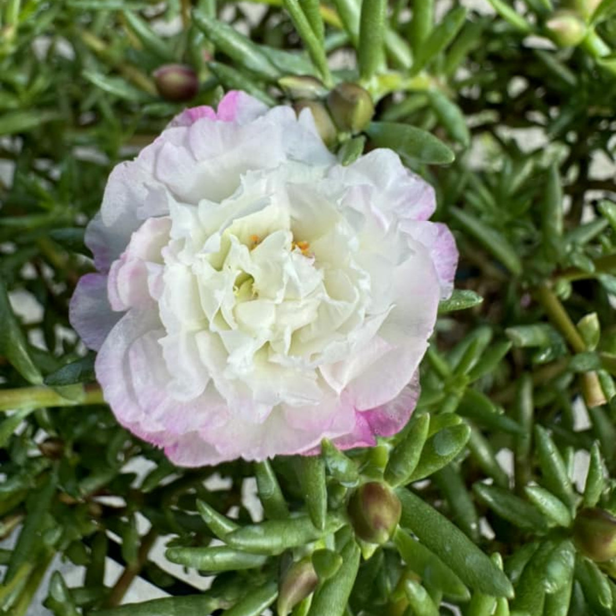 Moss Rose White (Portulaca Grandiflora) Seeds, 30 seeds