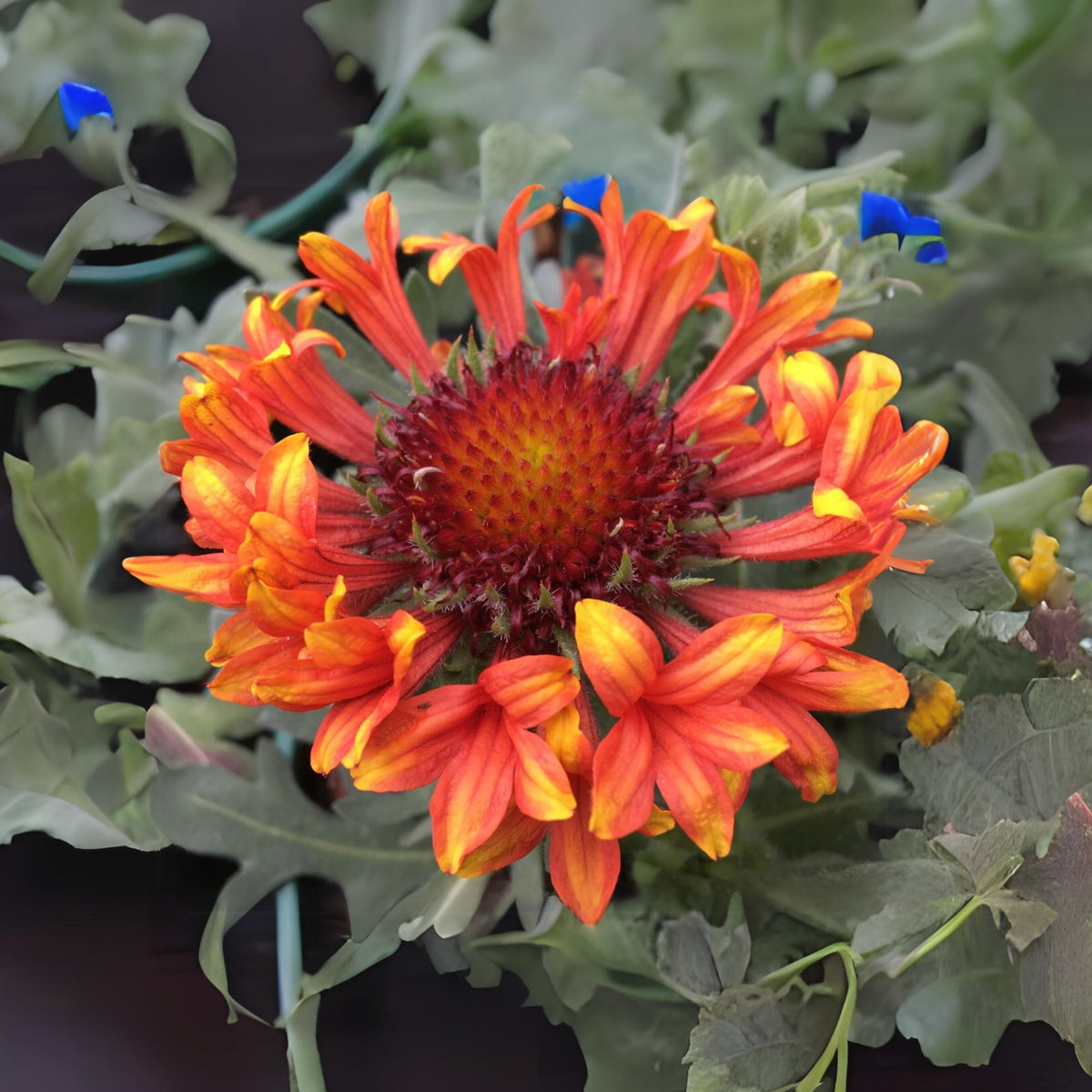 Gaillardia X Grandiflora 'Fanfare' Seeds - Blanket Flower, 20 seeds