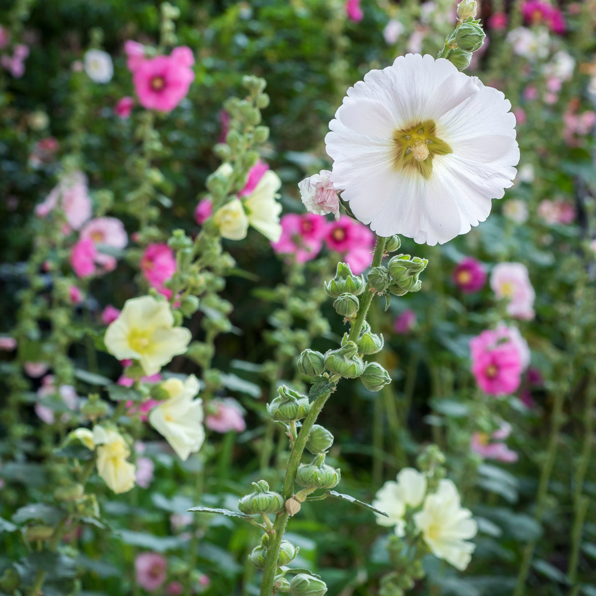 Indian Spring Common Hollyhock Seeds (Alcea Rosea), 20 seeds