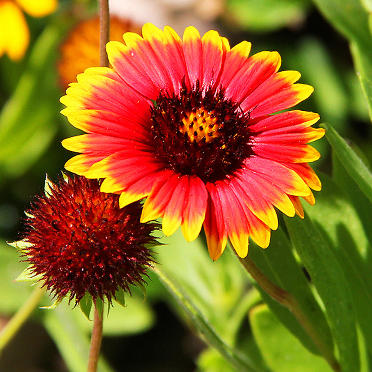 Gaillardia X Grandiflora 'Sunset Popsy' Seeds, 20 seeds