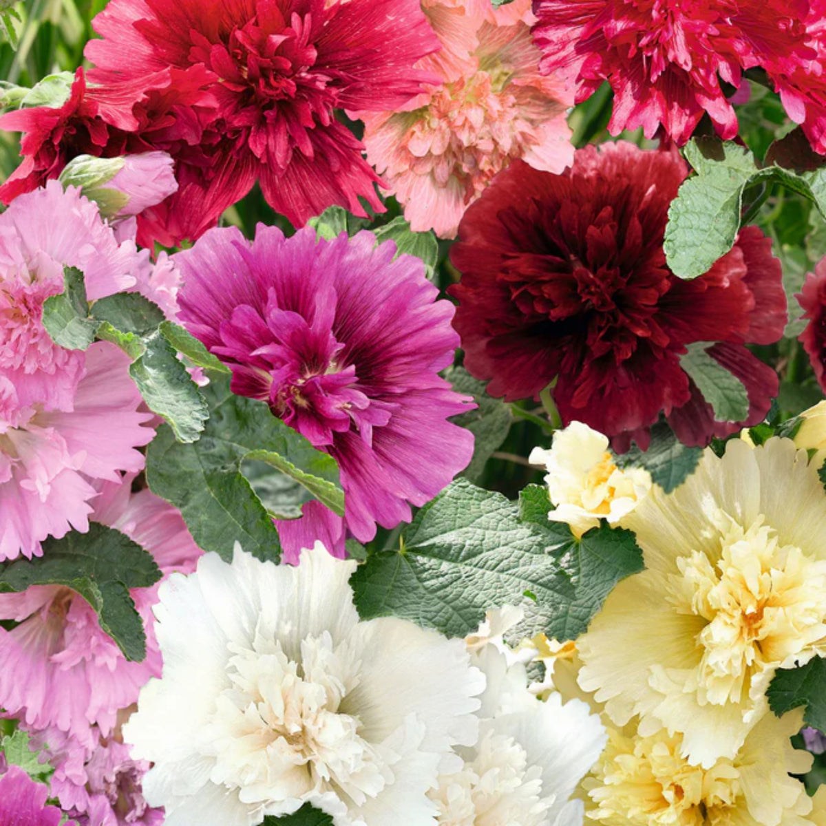 Powderpuffs Double Mix Hollyhock Seeds - Alcea Rosea Seeds, 20 seeds