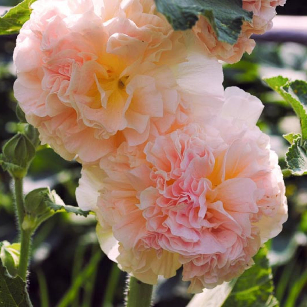 Peaches 'N' Dreams Hollyhock Seeds - Alcea Rosea Seeds, 20 seeds