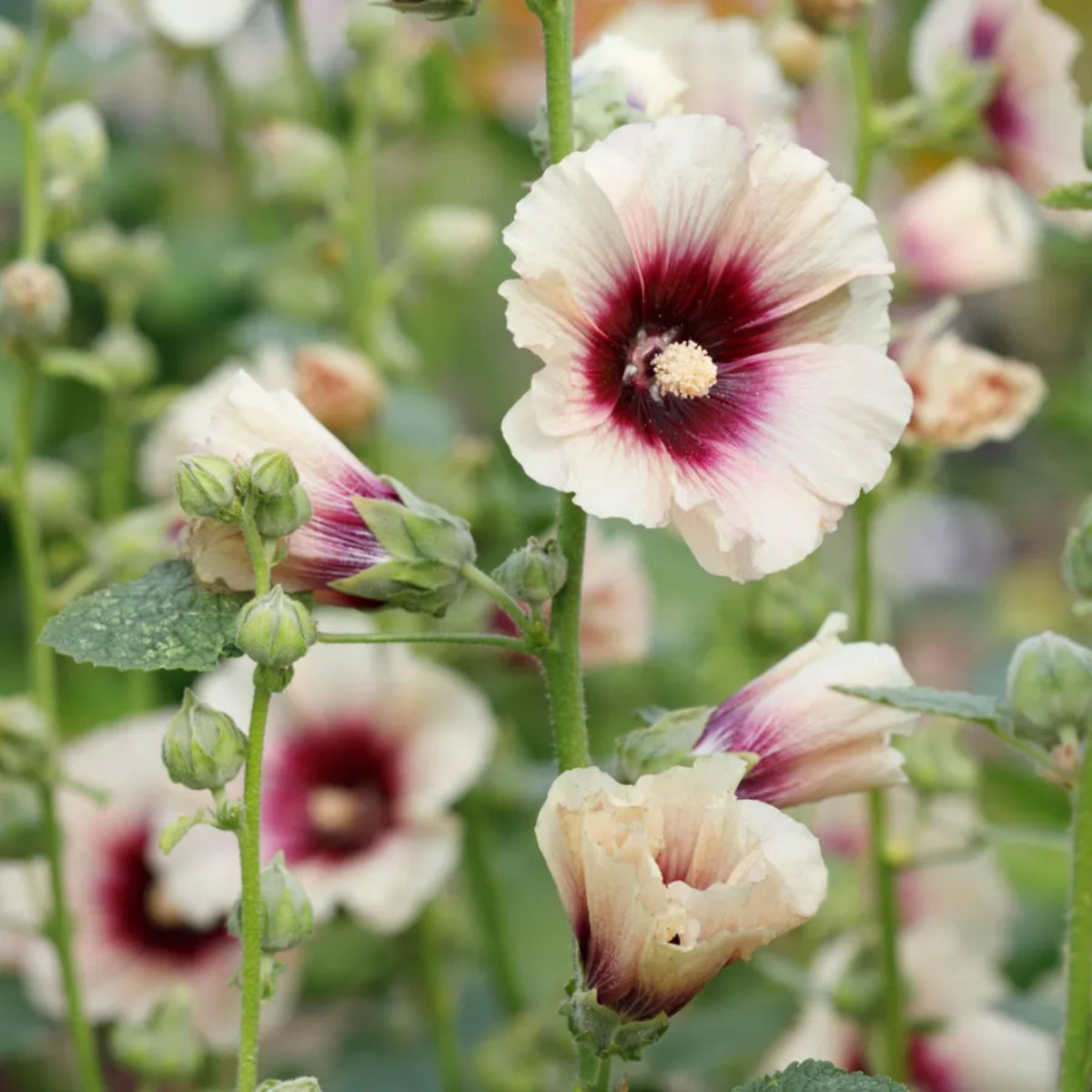 Halo Apricot Hollyhock Seeds - Alcea Rosea Seeds, 20 seeds
