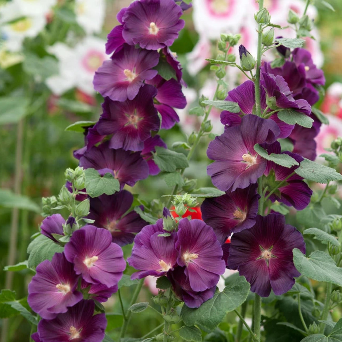 Halo Lavender Hollyhock Seeds - Alcea Rosea Seeds, 20 seeds