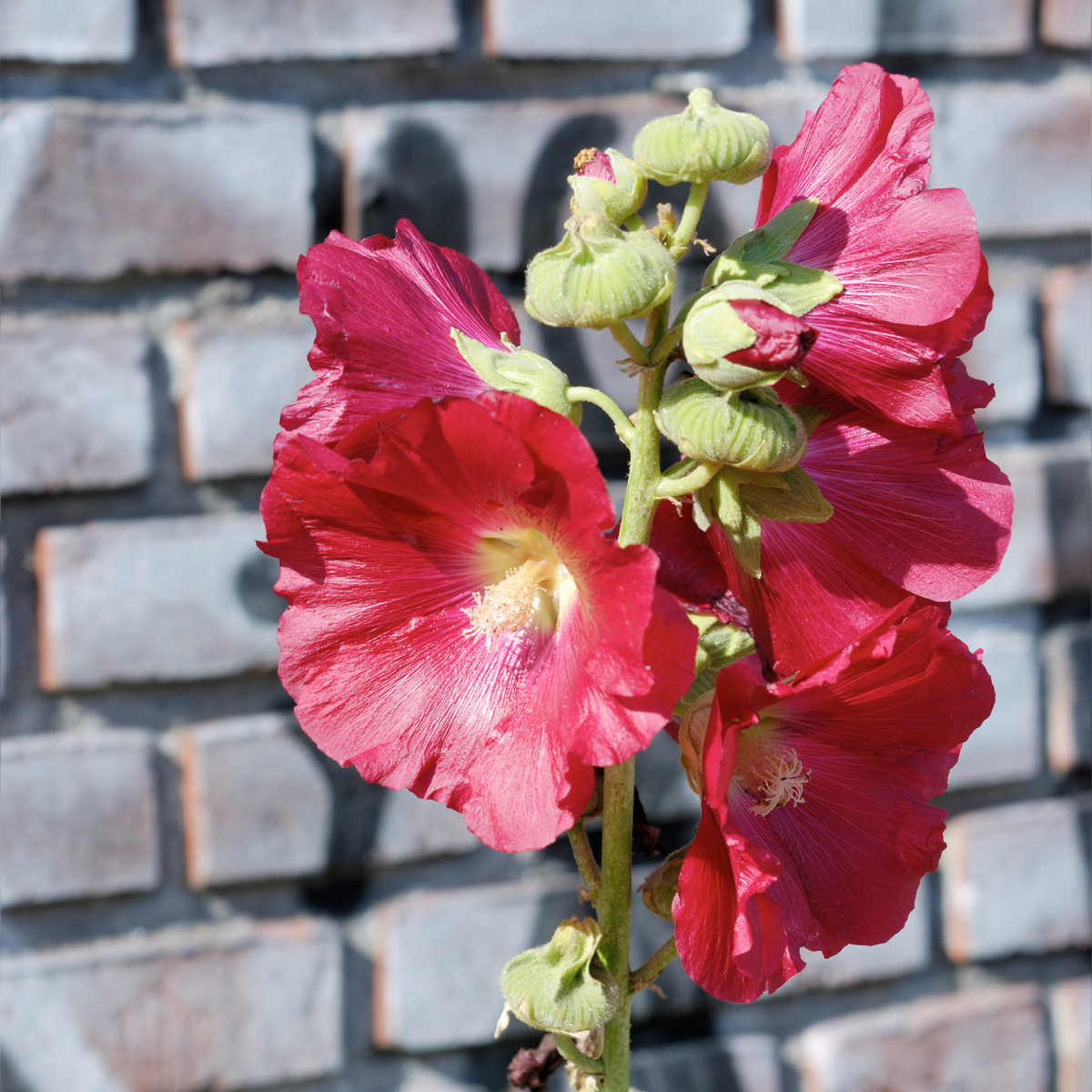 Mars Magic Light Red Hollyhock Seeds - Alcea Rosea Seeds, 20 seeds