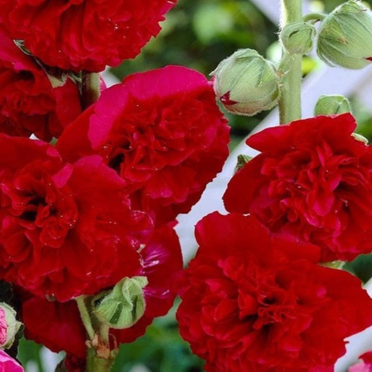 Halo Blush Hollyhock Seeds - Alcea Rosea Seeds, 20 seeds