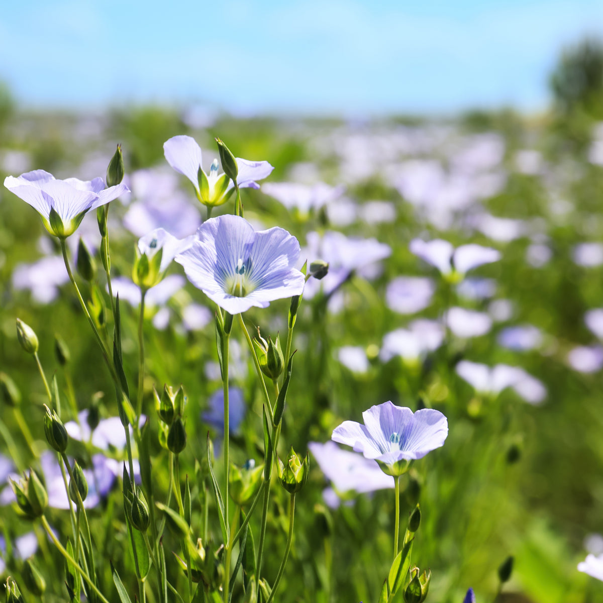 Blue Flax Linum Lewisii Seeds, 30 seeds