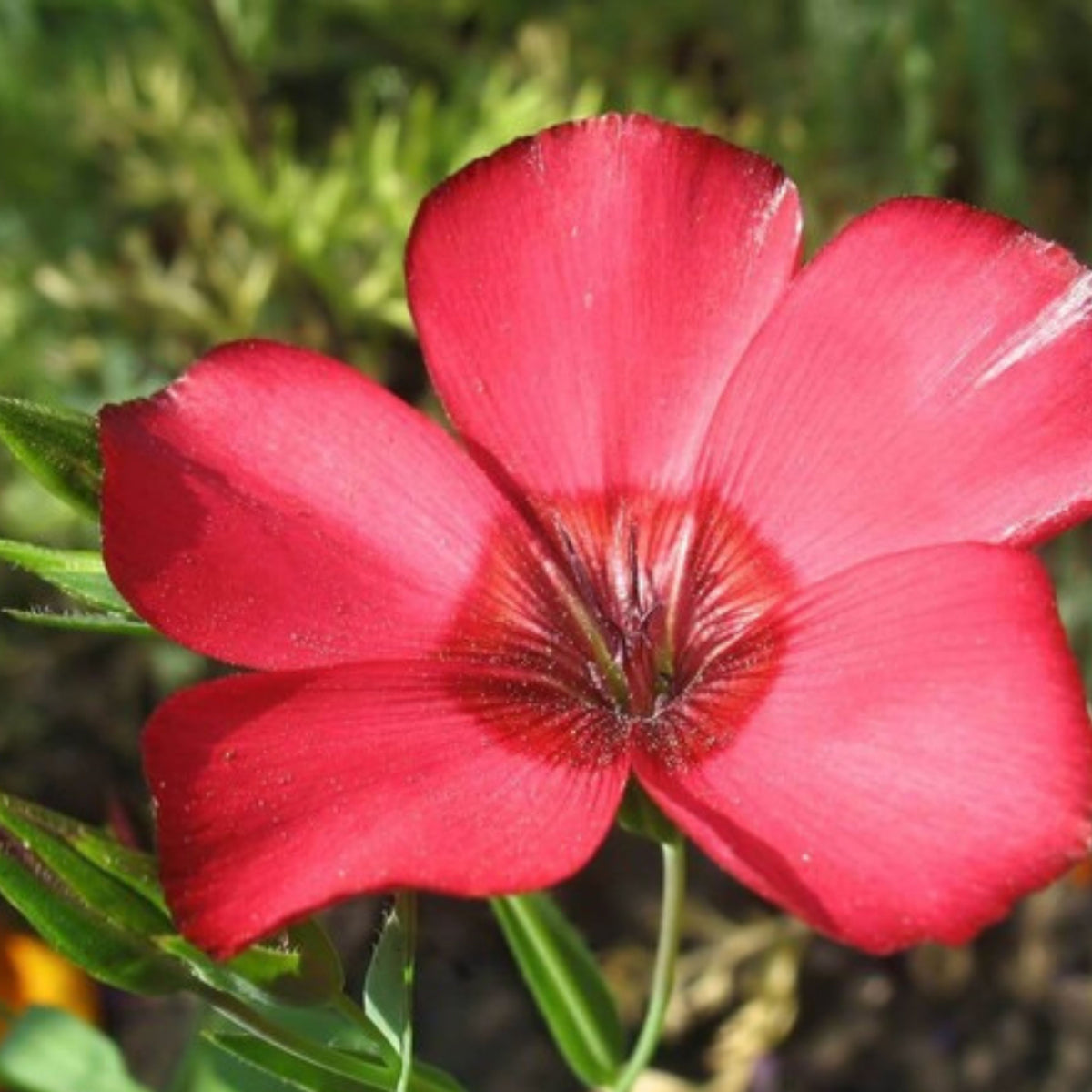 Red Scarlet Flax Linum Seeds, 30 seeds