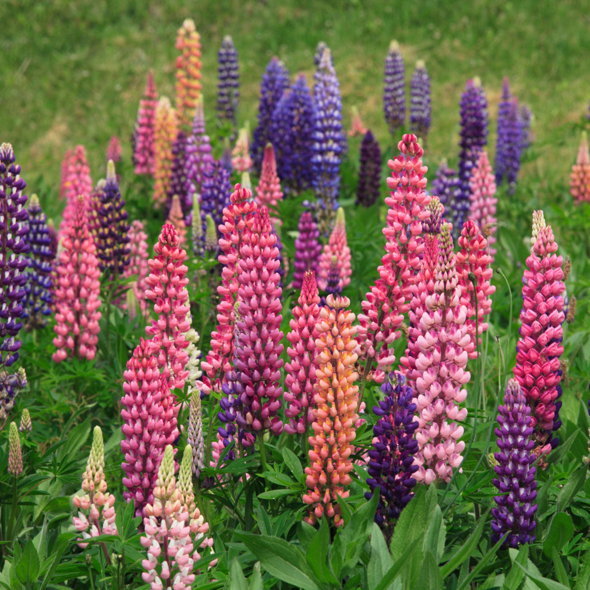 Russell Strain Mixture Lupine Seeds