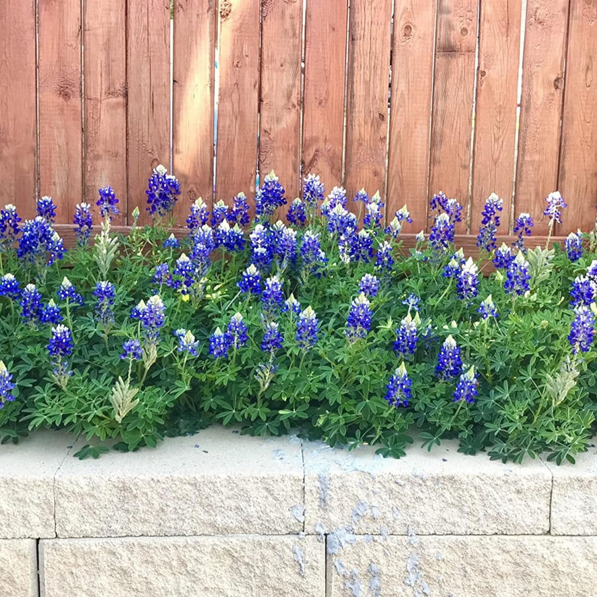 Texas Blue Bonnet Lupine Seeds - Bluebonnet