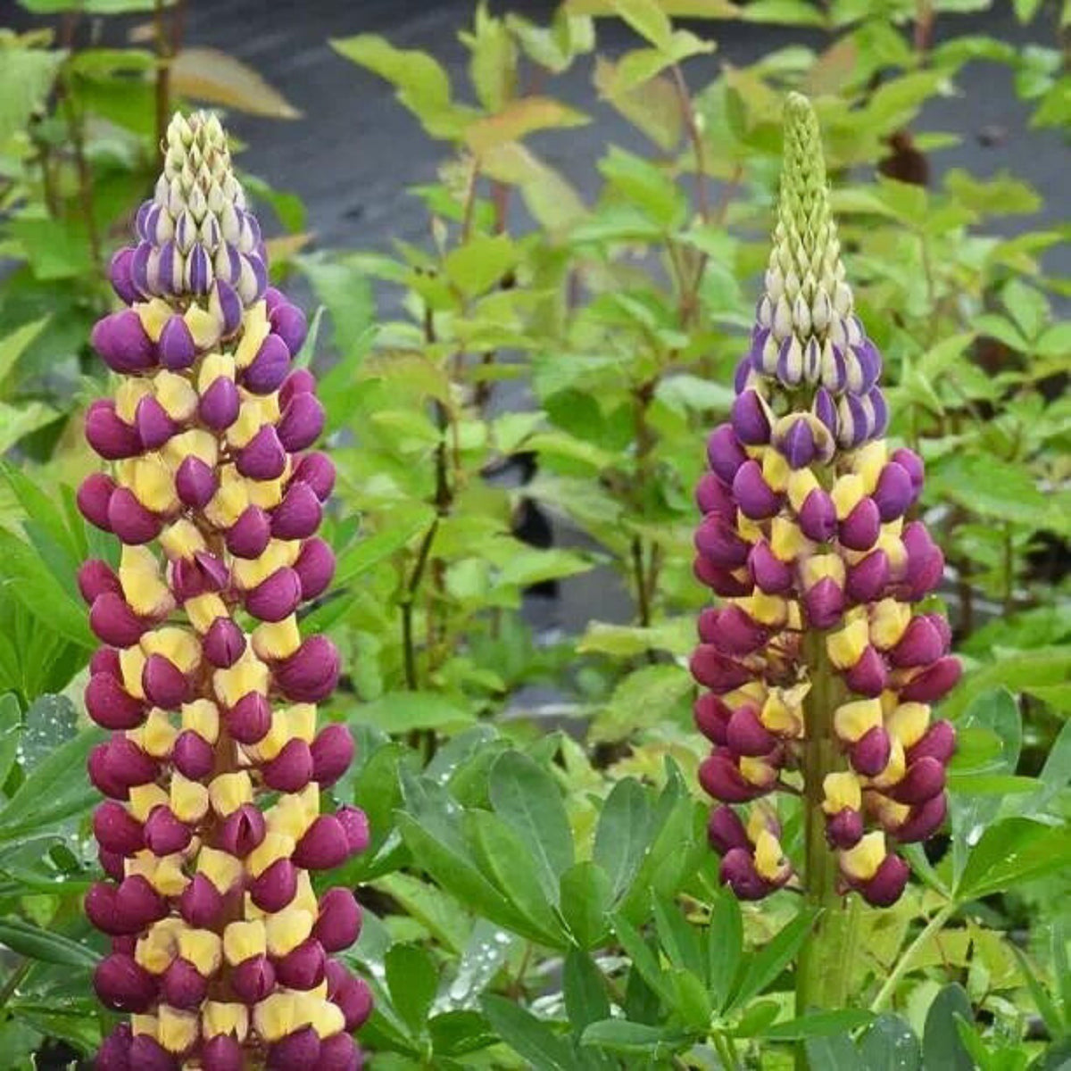Manhattan Lights Lupinus (Lupine) Seeds