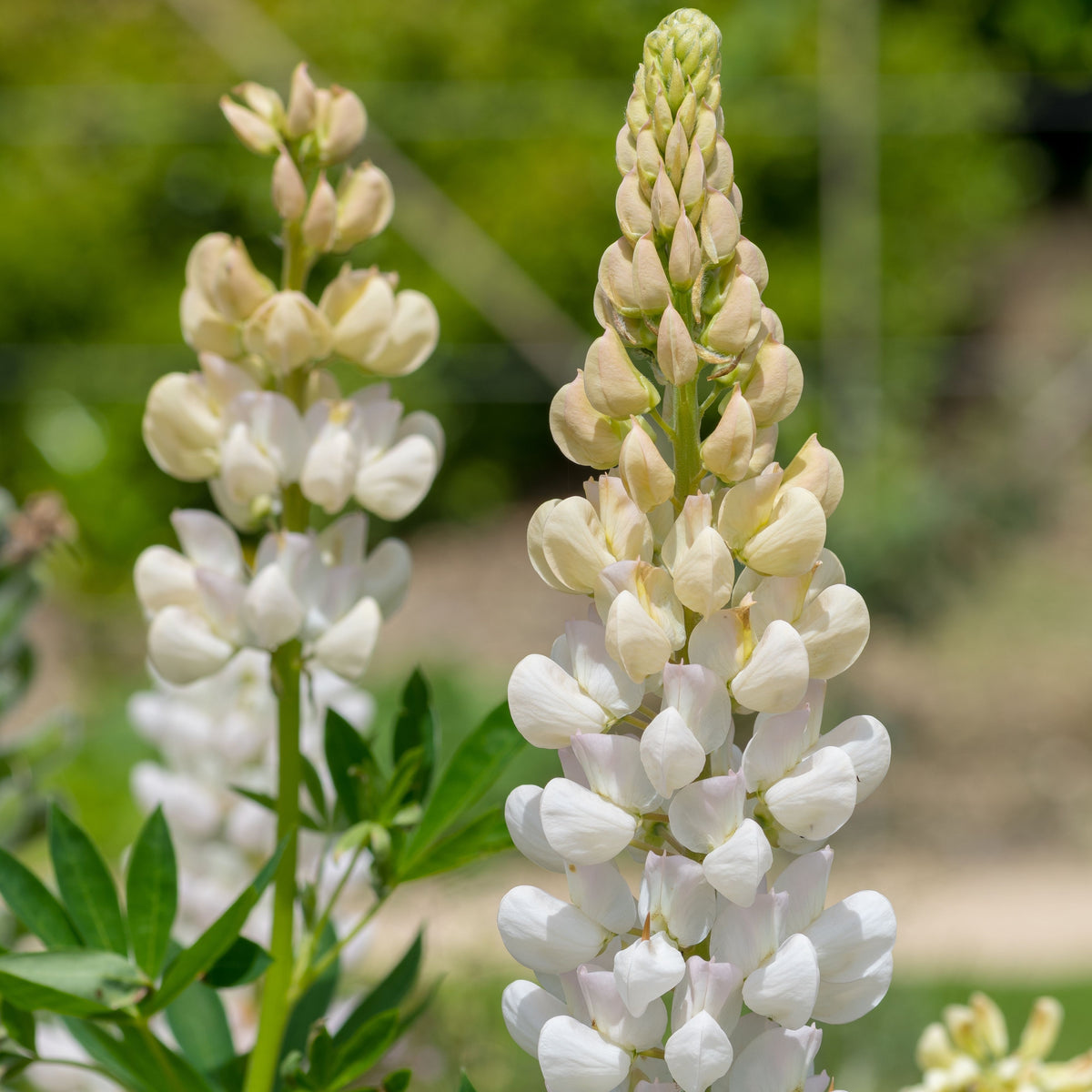 Gallery White Lupinus (Lupine) Seeds, Bluebonnet