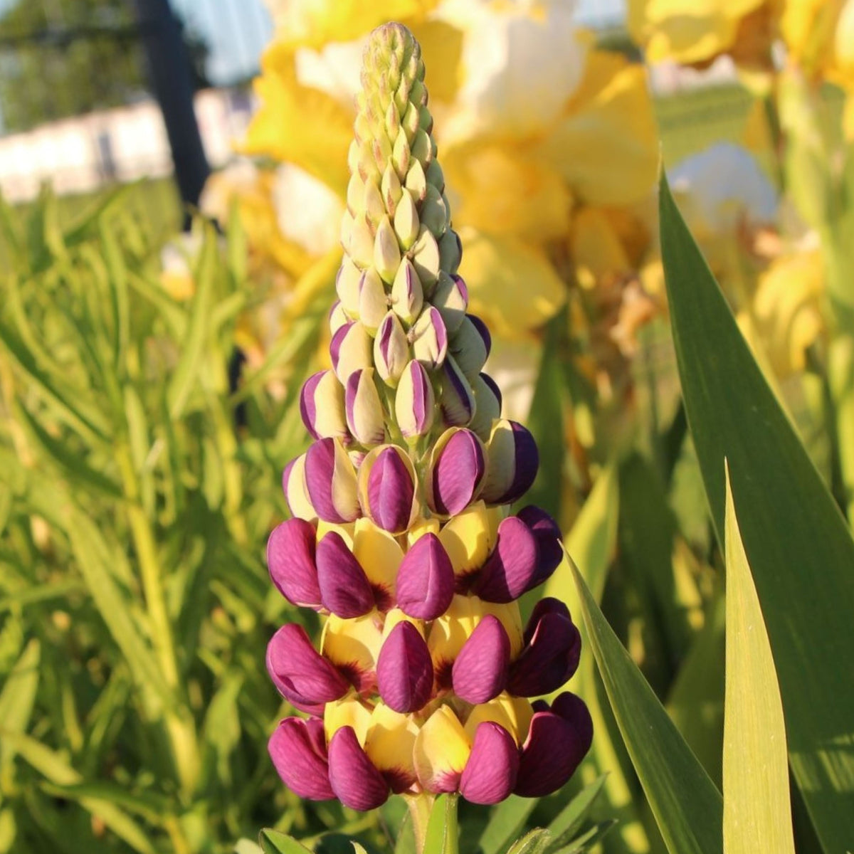 Manhattan Lights Lupine (Lupinus ‘Manhattan Lights’) Seeds