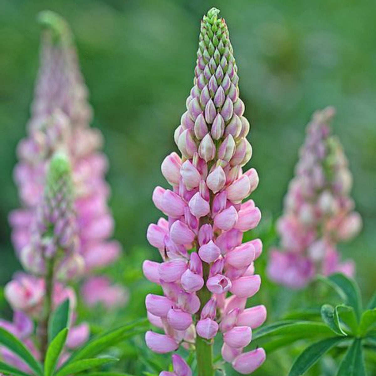 Lupinus ‘The Chatelaine’ (Lupine) Seeds