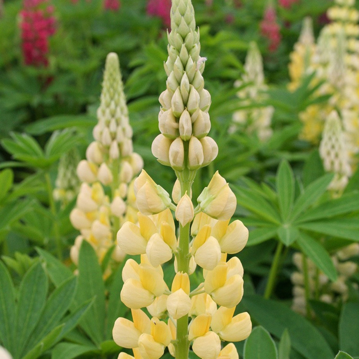 Gallery Yellow Lupine Seeds