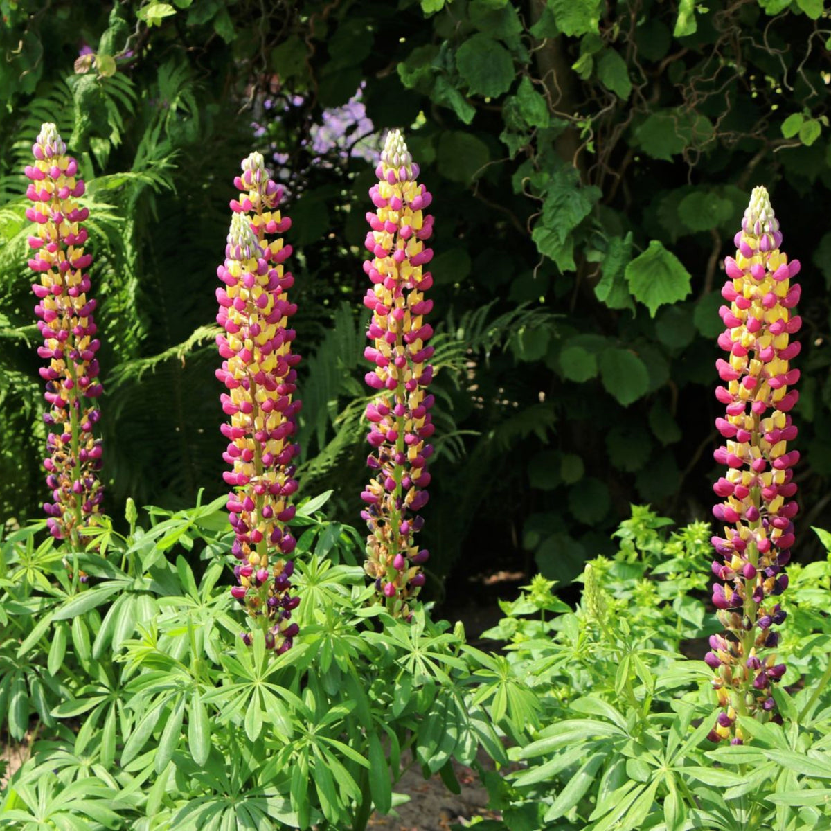 Manhattan Lights Lupine Seeds - Bluebonnet