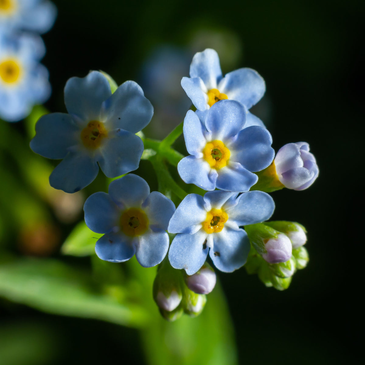 Myosotis Scorpioides (Water Forget-Me-Not) Seeds, 30 seeds