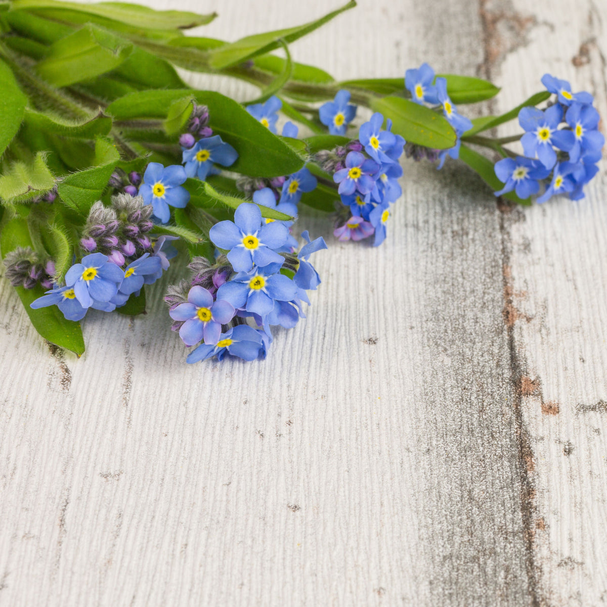 Myosotis Asiatica (Asiatic Forget-Me-Not) Seeds - Bee Friendly