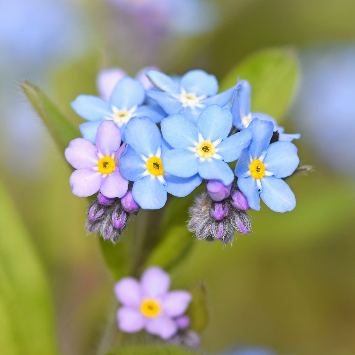 Myosotis Alpestris 'Carmine King' Seeds - Bee Friendly