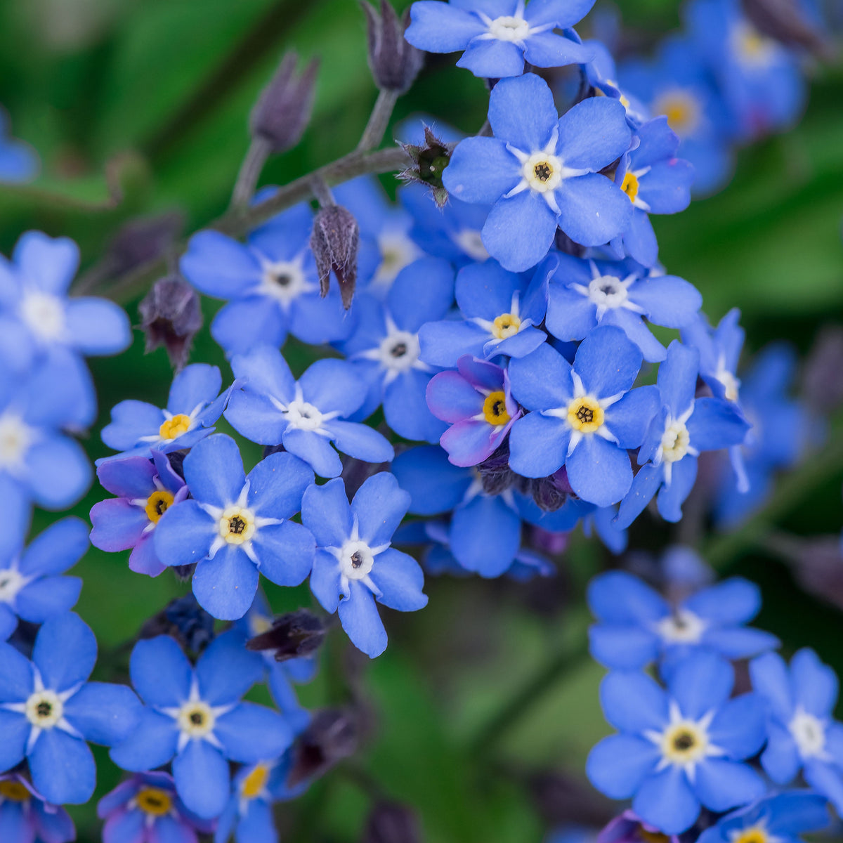 Myosotis Alpestris 'Blue Ball' Seeds - Bee Friendly