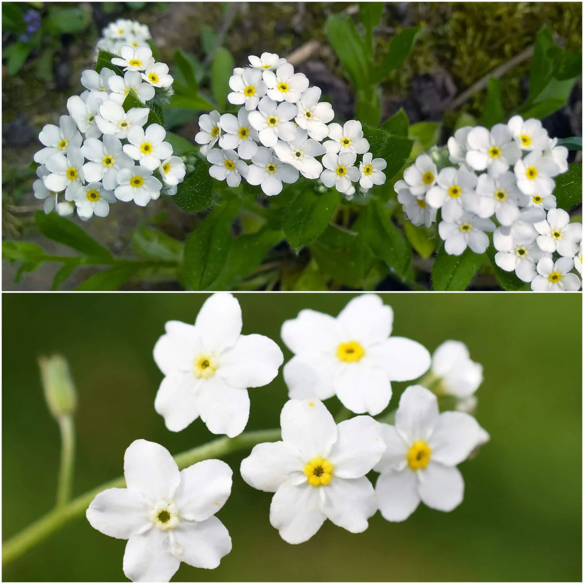 White Ball Alpine Forget-Me-Not Seeds